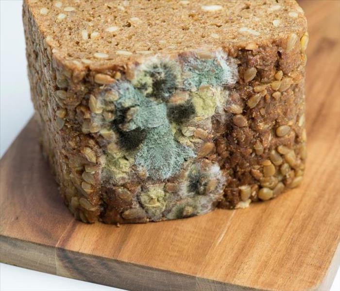 Bread with Mold.